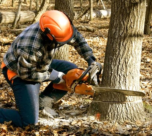 Tree Removal in Kents Hill, ME